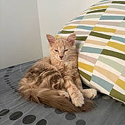 Bounty a rejoint le concours — aidez-le/la à gagner de superbes lots ! cat, kitten, ginger_cat, fluffy, long_hair, feline, pet, animal, sitting, bed, bedroom, pillow, bedding, blanket, patterned_fabric, indoors, portrait, relaxed, sleepy, whiskers