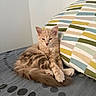 cat, kitten, ginger_cat, fluffy, long_hair, feline, pet, animal, sitting, bed, bedroom, pillow, bedding, blanket, patterned_fabric, indoors, portrait, relaxed, sleepy, whiskers