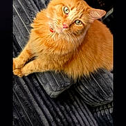Dora joined the competition — help win amazing prizes! cat, orange_cat, fluffy, pet, sofa, couch, indoor, furniture, green_eyes, looking_up, domestic_animal, relaxed, close_up, texture, fabric, home, cozy, companion, animal, cute