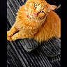 cat, orange_cat, fluffy, pet, sofa, couch, indoor, furniture, green_eyes, looking_up, domestic_animal, relaxed, close_up, texture, fabric, home, cozy, companion, animal, cute