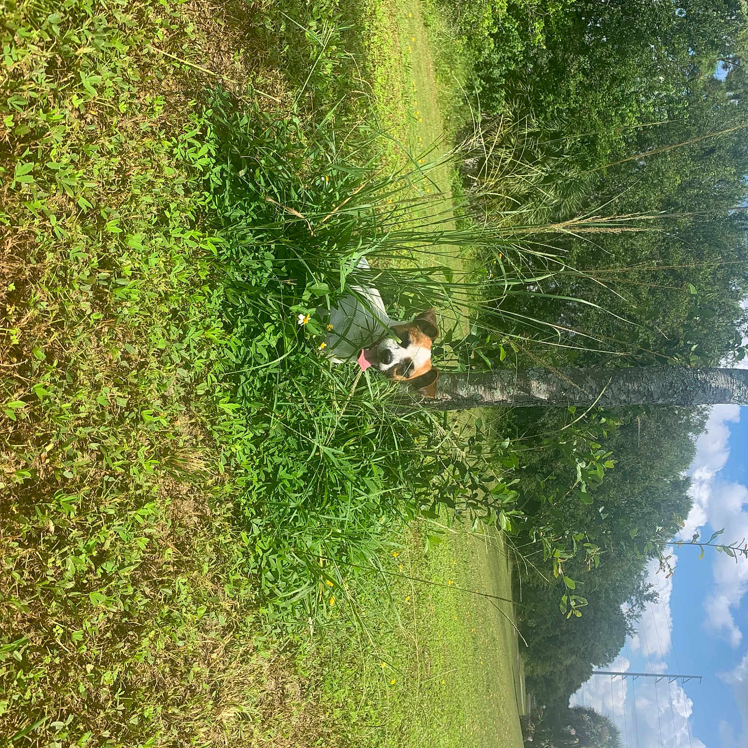 Lassy is registered to the contest to win money with this photo: biome, cloud, forest, grass, groundcover, landscape, leaf, leisure, natural_landscape, people_in_nature, plant, shrub, sky, slope, terrestrial_plant, tree, trunk, vegetation, water, watercourse