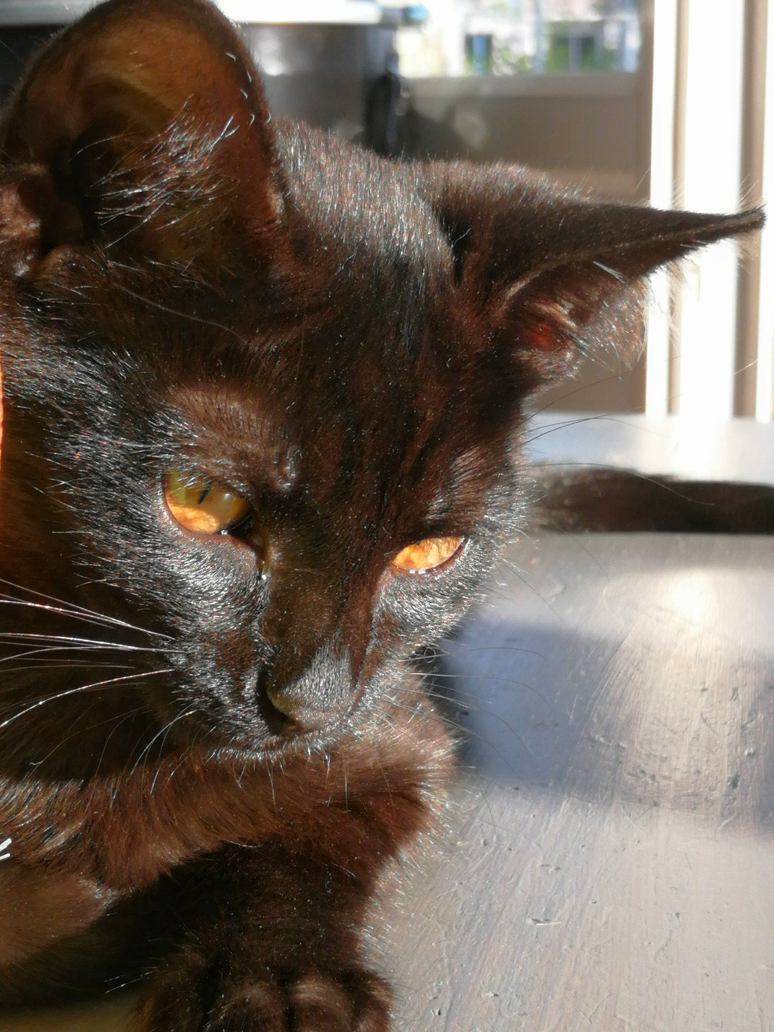 Loula participe au concours pour gagner de l'argent avec cette photo : asian, black_cat, burmese, carnivore, cat, domestic_short_haired_cat, ear, felidae, fur, german_rex, havana_brown, mammal, oriental_longhair, small_to_medium_sized_cats, snout, whiskers