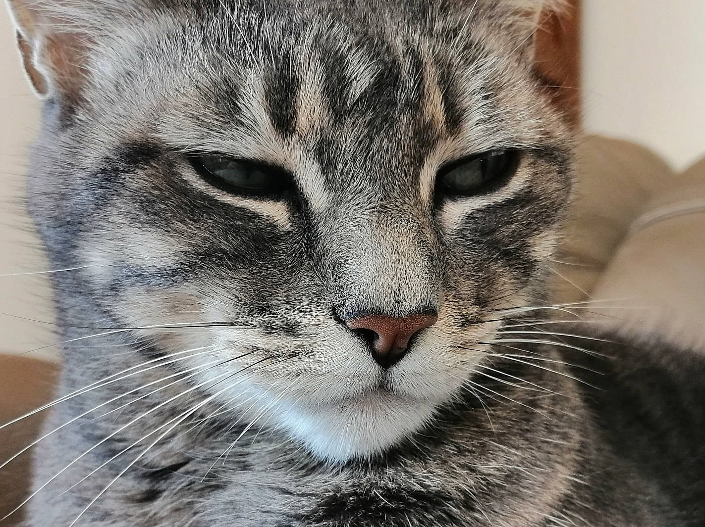 Pegaze a rejoint le concours — aidez-le/la à gagner de superbes lots ! american_shorthair, asian, carnivore, cat, close_up, domestic_short_haired_cat, dragon_li, egyptian_mau, european_shorthair, eye, felidae, fur, kitten, mammal, nose, small_to_medium_sized_cats, snout, tabby_cat, vertebrate, whiskers