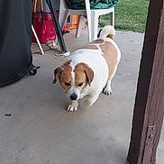 Buddy is registered to the contest to win money with this photo: dog, brown_and_white, concrete, patio, plastic_chair, green_tarp, backyard, grass, swing_set, brick_wall, outdoor, pet, walking, daytime, canine, domestic_animal, house, fence, leisure, animal
