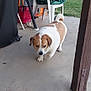 dog, brown_and_white, concrete, patio, plastic_chair, green_tarp, backyard, grass, swing_set, brick_wall, outdoor, pet, walking, daytime, canine, domestic_animal, house, fence, leisure, animal