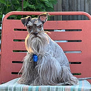 Ragnar is registered to the contest to win money with this photo: dog, beard, long_hair, sitting, chair, cushion, outdoor, fence, greenery, pet, portrait, sunlight, ears, animal, furry, cute, calm, relaxed, nature, companion