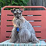 dog, beard, long_hair, sitting, chair, cushion, outdoor, fence, greenery, pet, portrait, sunlight, ears, animal, furry, cute, calm, relaxed, nature, companion