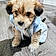 Teddy