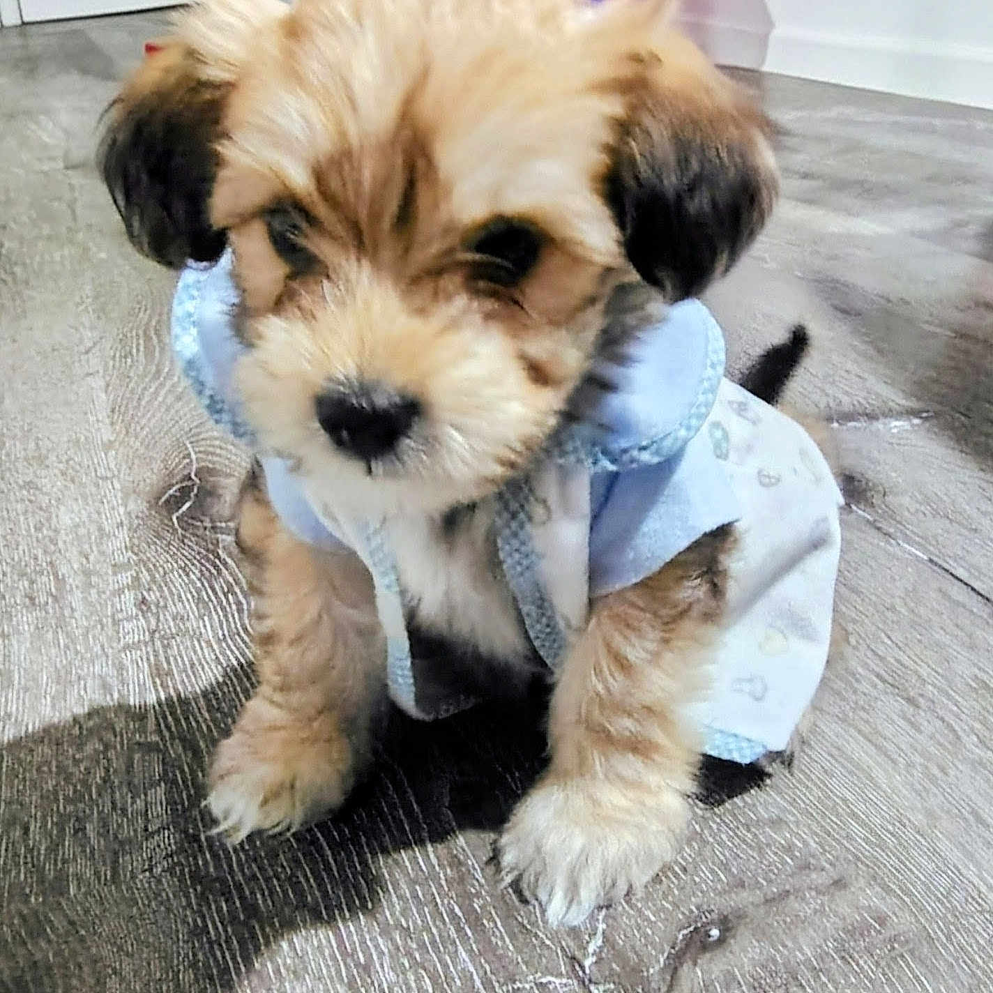 Teddy