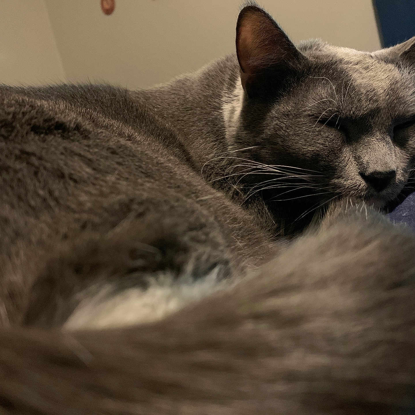 Sam