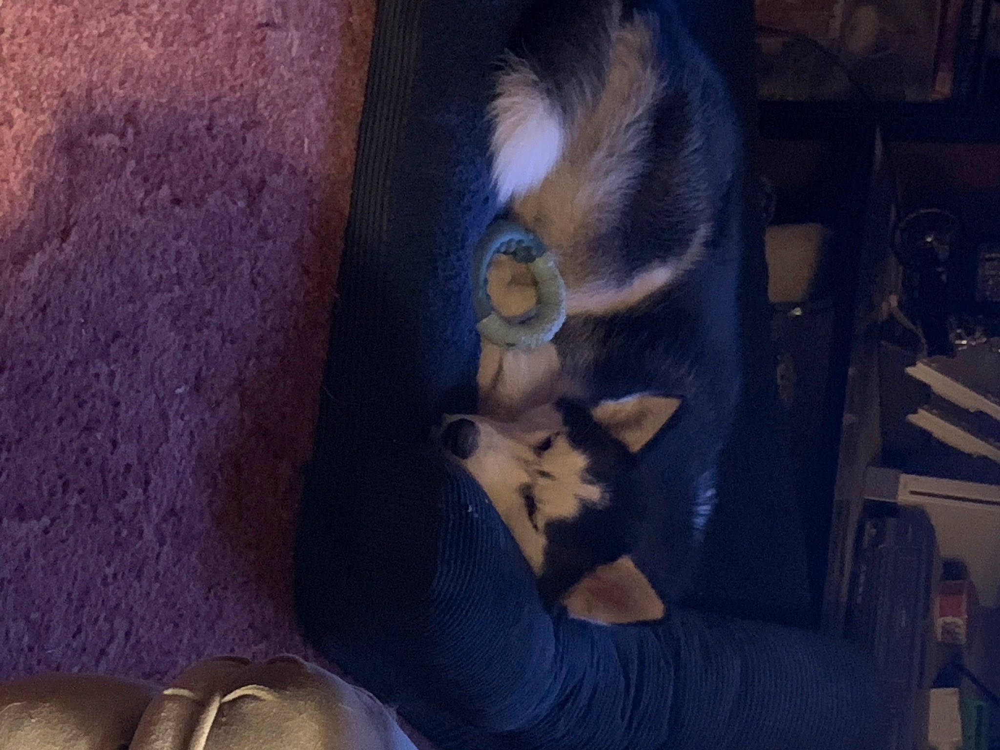 Willow joined the competition — help win amazing prizes! art, canidae, carnivore, cat, comfort, companion_dog, dog_breed, fawn, felidae, foot, fur, human_leg, small_to_medium_sized_cats, snout, tail, thigh, toy, visual_arts, whiskers, wood