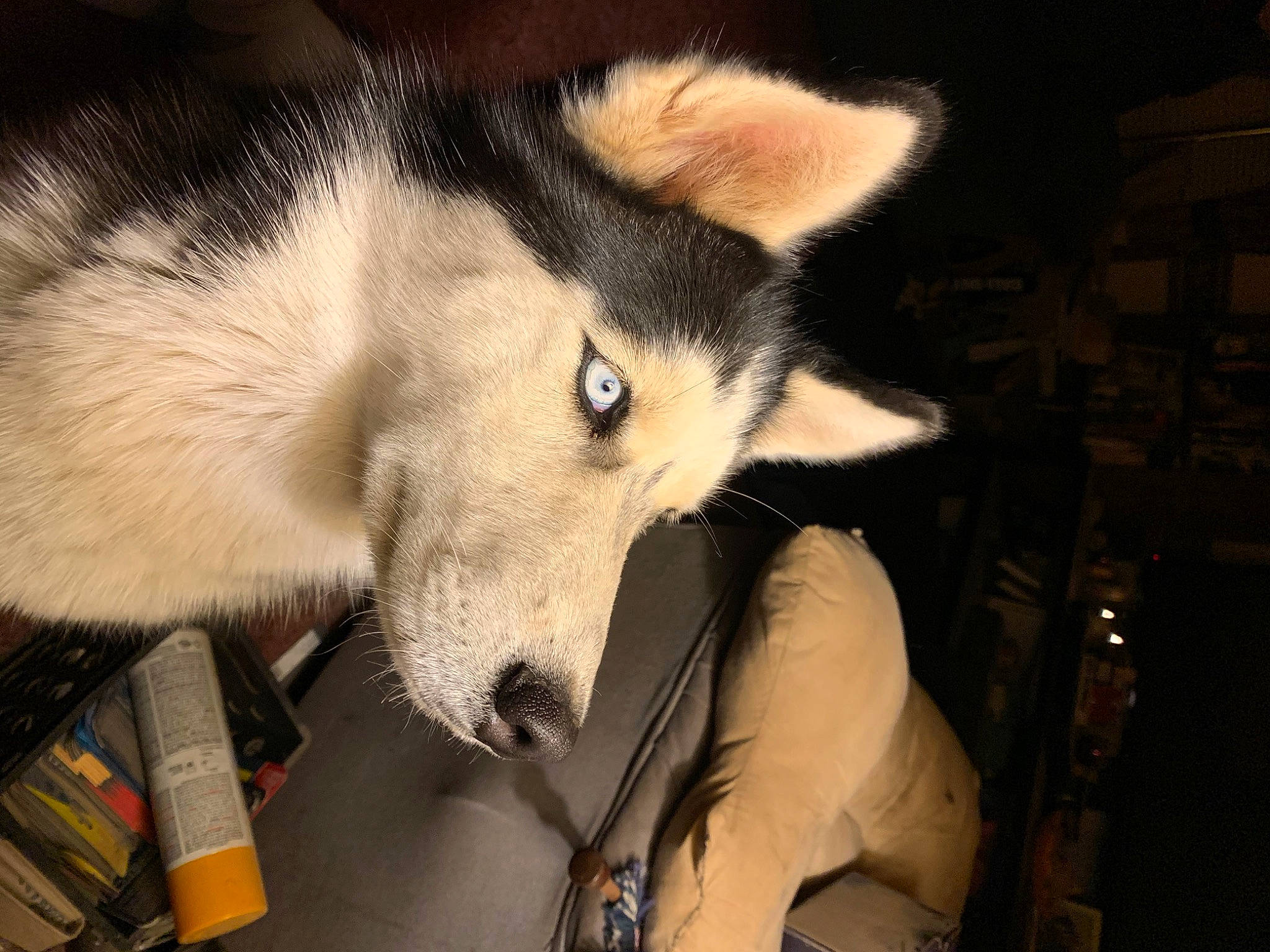 Willow is registered to the contest to win money with this photo: ancient_dog_breeds, canidae, canis, carnivore, companion_dog, dog, dog_breed, fur, non_sporting_group, sled_dog, snout, sporting_group, terrestrial_animal, working_animal, working_dog