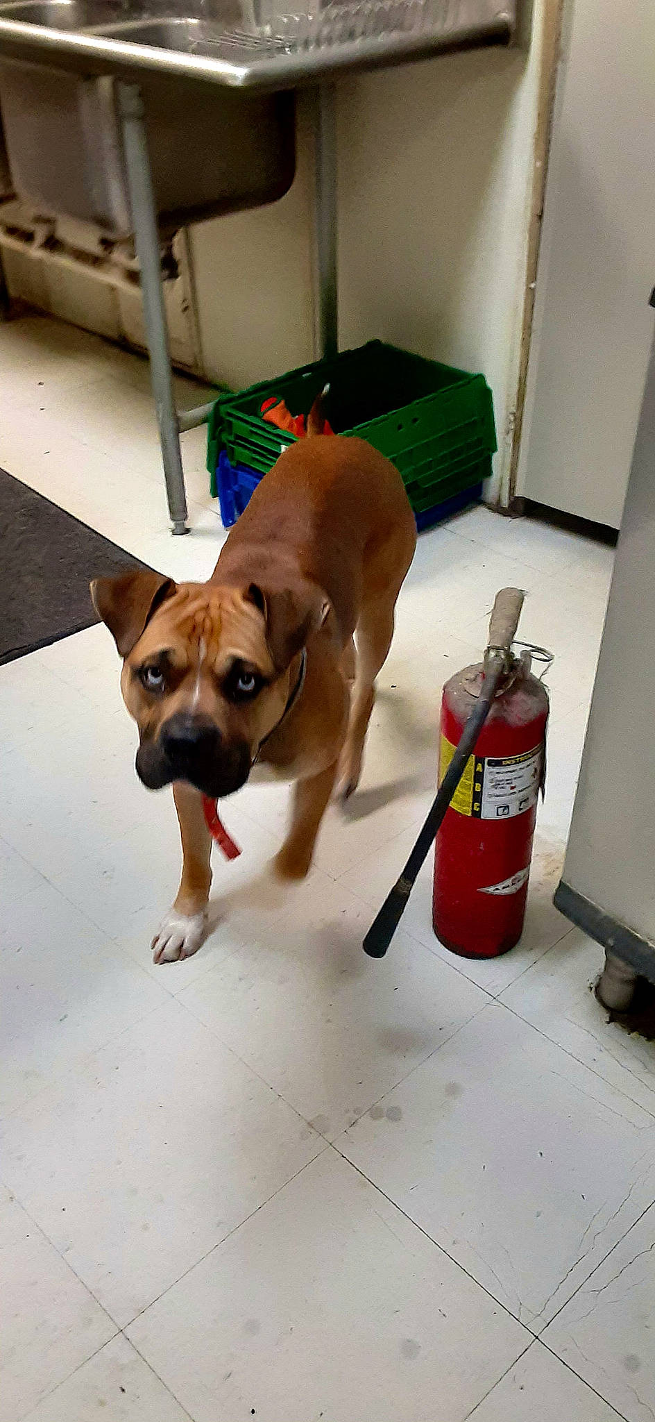 Ben joined the competition — help win amazing prizes! bottle, canidae, carnivore, collar, companion_dog, dog, dog_breed, dog_supply, fawn, floor, flooring, gas, hardwood, liver, pet_supply, snout, tail, toy_dog, wood, working_animal