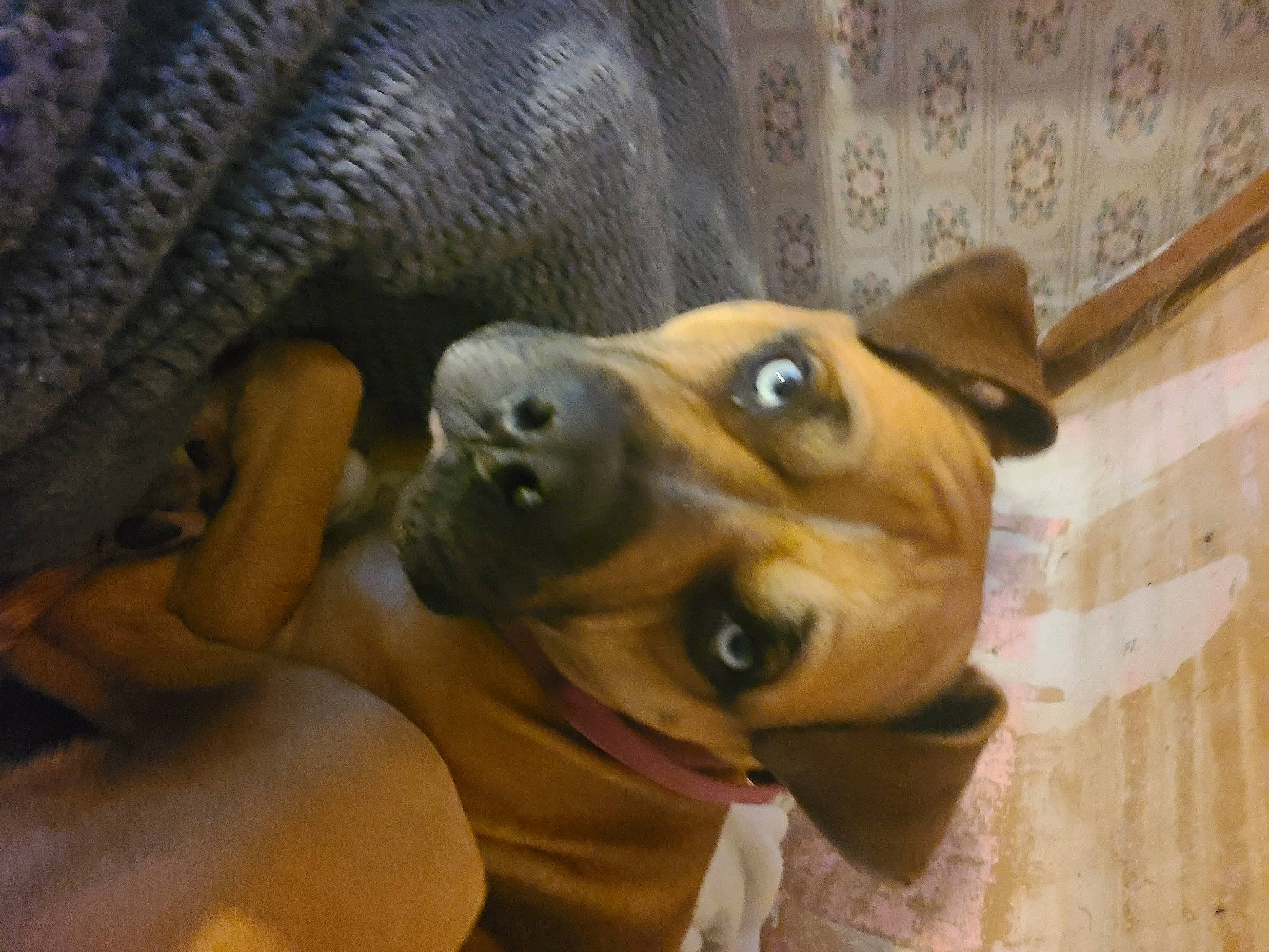 Ben joined the competition — help win amazing prizes! canidae, carnivore, comfort, companion_dog, dog, dog_breed, ear, fawn, flooring, fur, guard_dog, liver, nose, snout, sporting_group, toy_dog, whiskers, wood, working_animal, working_dog