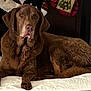 dog, brown_dog, chocolate_labrador, pet, bed, white_bedspread, indoor, stocking, holiday_decor, furniture, resting, lying_down, canine, mammal, fur, ears, nose, paws, animal, looking