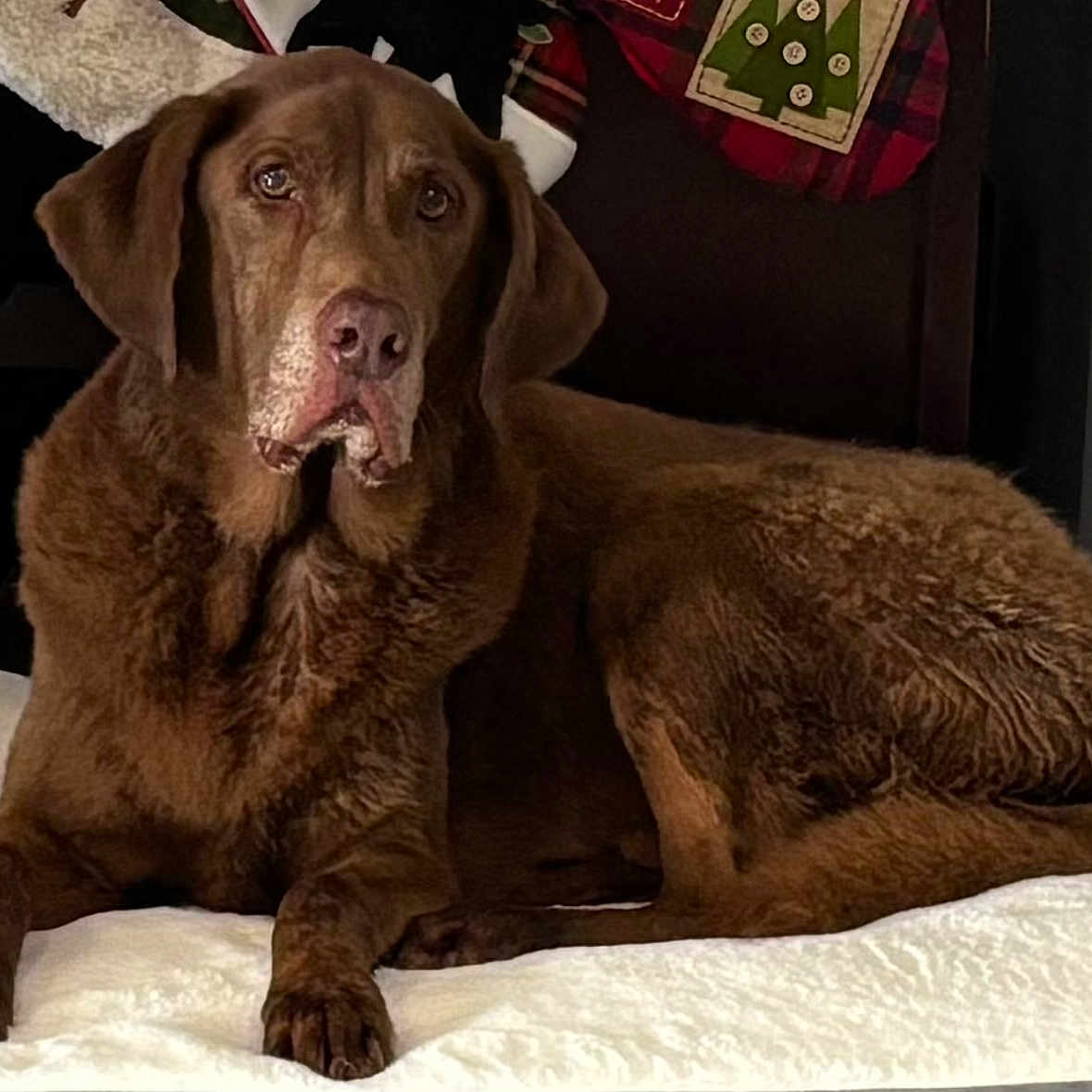 Max joined the competition — help win amazing prizes! animal, bed, brown_dog, canine, chocolate_labrador, dog, ears, fur, furniture, holiday_decor, indoor, looking, lying_down, mammal, nose, paws, pet, resting, stocking, white_bedspread