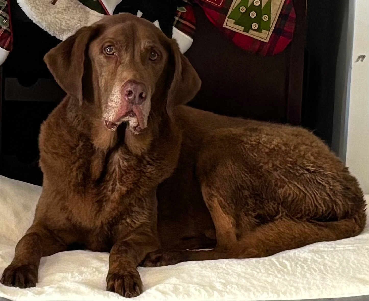 Max joined the competition — help win amazing prizes! dog, brown_dog, chocolate_labrador, pet, bed, white_bedspread, indoor, stocking, holiday_decor, furniture, resting, lying_down, canine, mammal, fur, ears, nose, paws, animal, looking