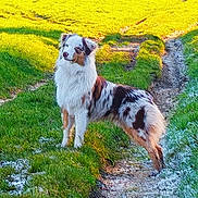 Loup participe au concours pour gagner de l'argent avec cette photo : dog, australian_shepherd, grass, sunlight, outdoor, nature, trail, frost, animal, pet, standing, brown, white, black, fur, dog_breed, canine, daylight, mammal, scenery
