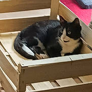 Léo a rejoint le concours — aidez-le/la à gagner de superbes lots ! animal, bed, black_and_white, carpet, cat, cozy, curious, domestic, ears, feline, floor, fur, home, indoor, pet, relaxed, resting, tail, whiskers, wooden_crate