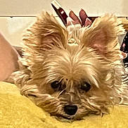 Bella Jean joined the competition — help win amazing prizes! dog, pet, fluffy, ears, resting, yellow, cute, animal, closeup, fur, indoors, cozy, small, face, canine, domestic, sleepy, mammal, companion, soft