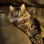 Chance joined the competition — help win amazing prizes! cat, tabby, fluffy, pet, animal, feline, indoor, couch, leather, brown, relaxed, looking, fur, whiskers, ears, eyes, sitting, cozy, home, resting