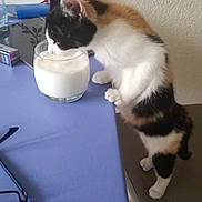 Lilou a rejoint le concours — aidez-le/la à gagner de superbes lots ! carnivore, cat, cup, domestic_short_haired_cat, drinking_water, drinkware, felidae, flooring, fur, kitchen_utensil, mammal, pet_supply, room, serveware, small_to_medium_sized_cats, table, tableware, tail, vertebrate, whiskers