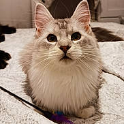 Stella participe au concours pour gagner de l'argent avec cette photo : cat, fluffy_cat, bedspread, indoor, pet, animal, curious, lying_down, close_up, furry, whiskers, ears, face, toy, blurred_background, dog, small_dog, cozy, home, domestic