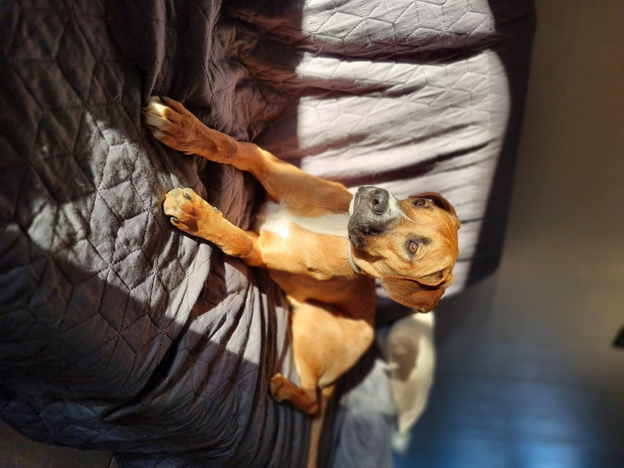 Laika a rejoint le concours — aidez-le/la à gagner de superbes lots ! adventure, art, chest, dress, elbow, fawn, fur, human_body, human_leg, metal, recreation, rock, rope, sculpture, tree, trunk, visual_arts, wildlife, wood