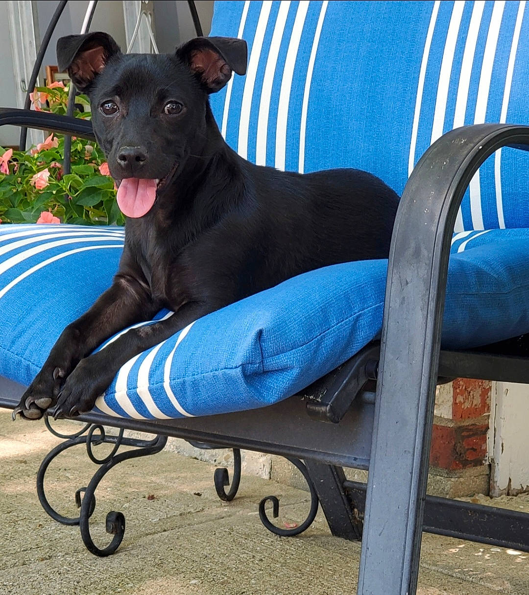 Amara is registered to the contest to win money with this photo: blue, canidae, carnivore, chair, collar, comfort, companion_dog, dog, dog_breed, dog_collar, dog_supply, electric_blue, fashion_accessory, flower, houseplant, outdoor_bench, outdoor_furniture, pet_supply, plant, sitting