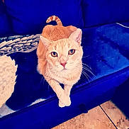 Bruce joined the competition — help win amazing prizes! blanket, blue_couch, cat, couch, cozy, crossed_paws, domestic_animal, ears, feline, floor, fur, ginger_cat, home, indoor, looking_up, pet, relaxed, tail, tile_floor, whiskers