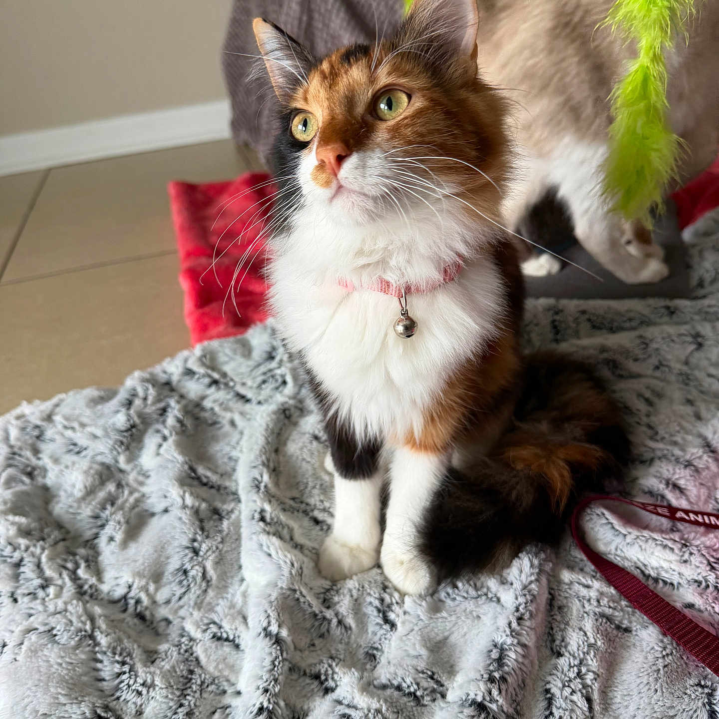 Hoglet joined the competition — help win amazing prizes! animal, bell, blanket, calico_cat, cat, collar, curious, domestic, feather_toy, feline, floor, fur, indoor, pet, playful, sitting, soft_texture, tail, two_cats, whiskers