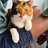 bell, calico_cat, casual, cat, chair, closeup, clothing, collar, fur, indoor, lap, paws, person, pet, phone, portrait, relaxing, shorts, sweatshirt, yellow_eyes