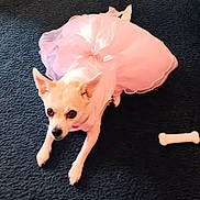 Misty is registered to the contest to win money with this photo: animal, bag, canine, chihuahua, clothing, coat, dog, dress, eskimodog, eveningdress, flower, formalwear, hat, pet, puppy, racket, sport, tennis, tennisracket, whitedog