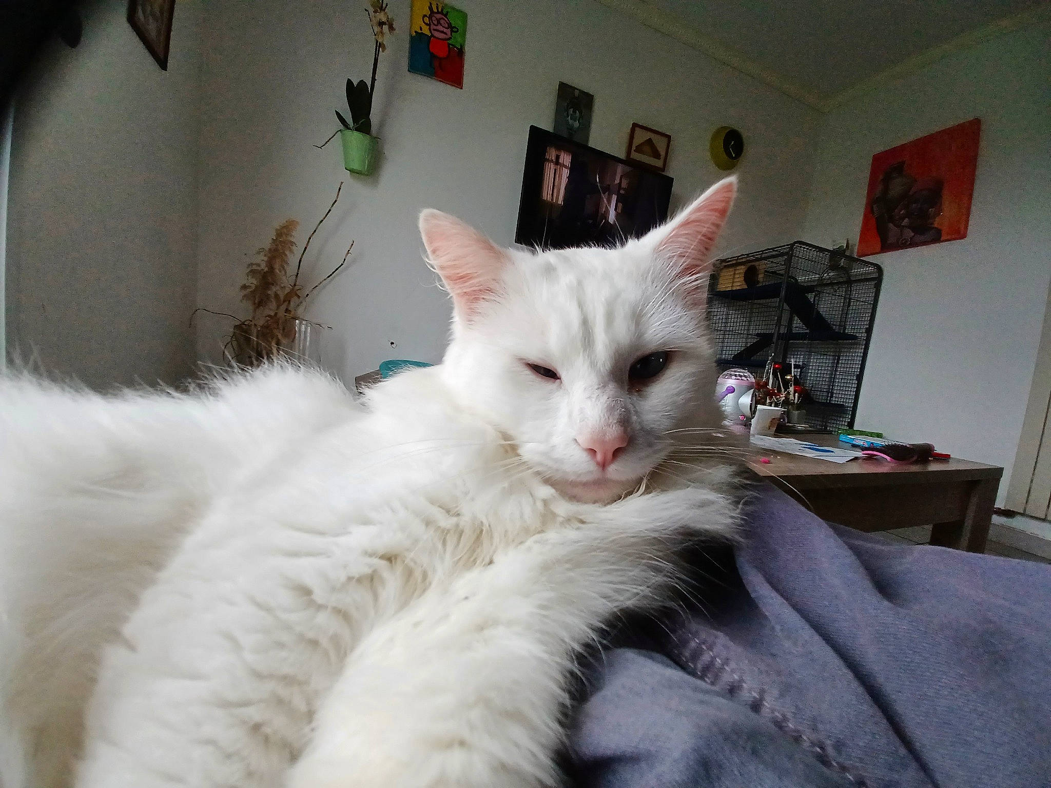 Monsieur a rejoint le concours — aidez-le/la à gagner de superbes lots ! carnivore, cat, claw, comfort, domestic_short_haired_cat, eye, felidae, fur, houseplant, iris, paw, picture_frame, small_to_medium_sized_cats, snout, tail, whiskers, window