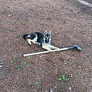 Buccee is registered to the contest to win money with this photo: animal, canine, dog, ears_up, forest_floor, garden_tool, german_shepherd, greenery, ground, happy, laying_down, nature, outdoor, pet, pine_needles, playful, puppy, stick, tongue_out, young_dog