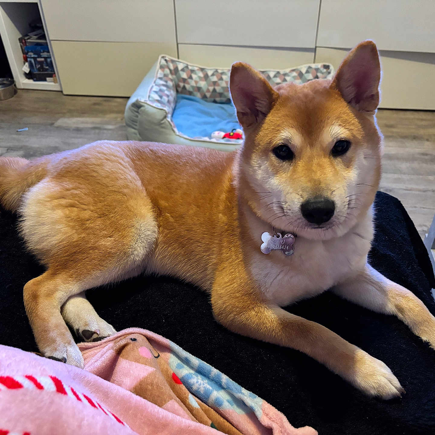 Ryu a rejoint le concours — aidez-le/la à gagner de superbes lots ! dog, shiba_inu, pet, indoor, animal, brown_fur, dog_bed, blanket, flooring, furniture, collar, tag, ears, tail, looking, relaxed, home, table, black_surface, cute