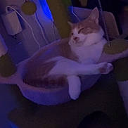 Kooper joined the competition — help win amazing prizes! cat, orange_cat, white_cat, cat_bed, cat_tree, indoor, pet, feline, relaxed, sleepy, cozy, furniture, soft, animal, resting, home, dim_lighting, blue_light, paw, whiskers