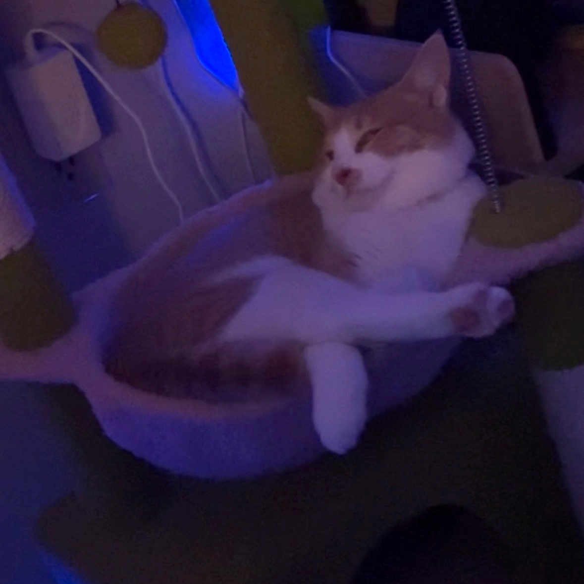 Kooper joined the competition — help win amazing prizes! cat, orange_cat, white_cat, cat_bed, cat_tree, indoor, pet, feline, relaxed, sleepy, cozy, furniture, soft, animal, resting, home, dim_lighting, blue_light, paw, whiskers