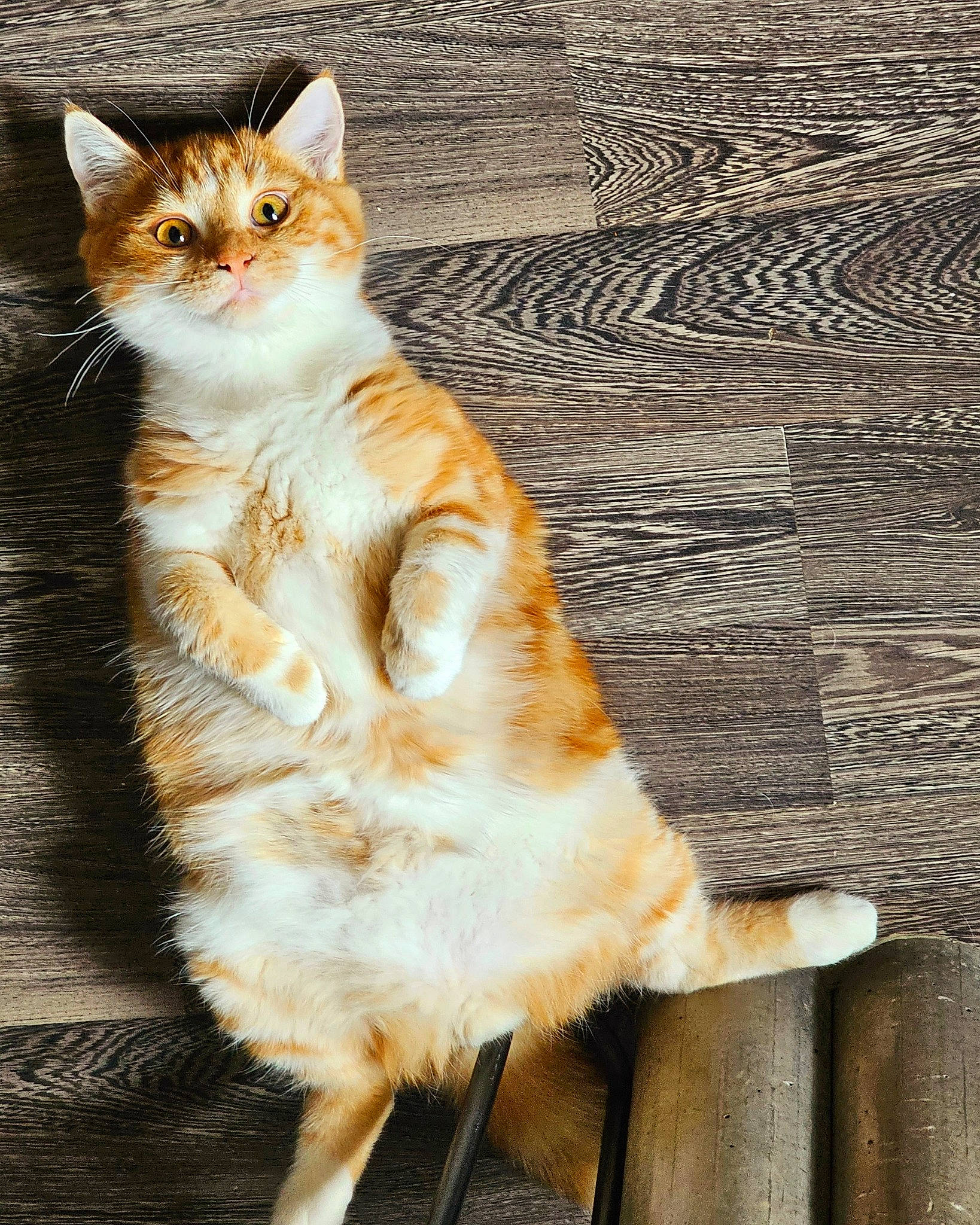 Patapouf a rejoint le concours — aidez-le/la à gagner de superbes lots ! art, carnivore, cat, claw, domestic_short_haired_cat, fawn, felidae, foot, fur, paw, shadow, sitting, small_to_medium_sized_cats, snout, tail, terrestrial_animal, tree, whiskers, wildlife, wood