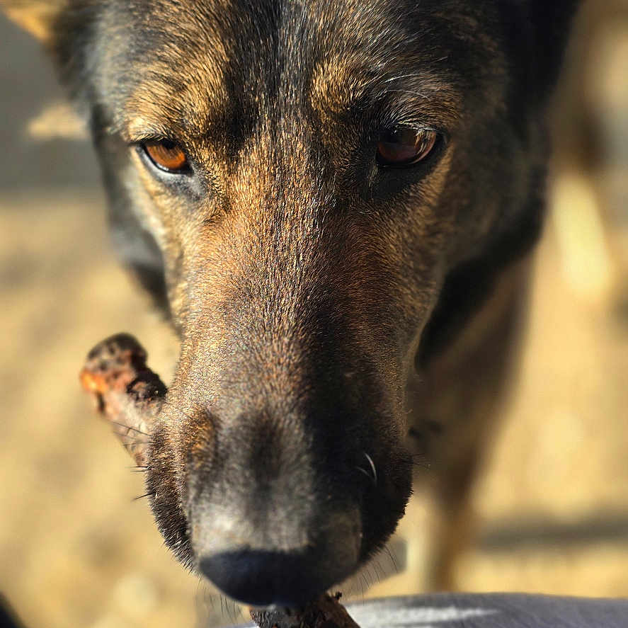 Mia participe au concours pour gagner de l'argent avec cette photo : animal, canine, coyote, dog, fox, germanshepherd, hound, husky, kitfox, labradorretriever, pet, policedog, puppy, snout