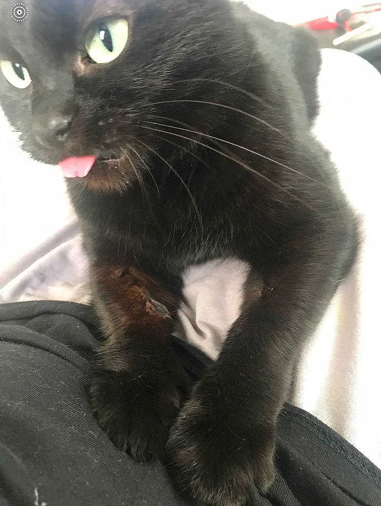 Lola participe au concours pour gagner de l'argent avec cette photo : black_cat, bombay, carnivore, cat, claw, comfort, domestic_short_haired_cat, ear, felidae, foot, fur, gesture, havana_brown, mammal, paw, small_to_medium_sized_cats, snout, tail, terrestrial_animal, whiskers