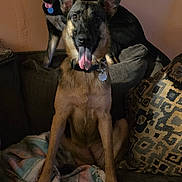 Scarlett joined the competition — help win amazing prizes! dog, pets, canine, tongue_out, couch, blanket, indoor, two_animals, ears_up, collar, tag, fur, relaxed, companions, home, cozy, animal_portrait, friendship, sitting, cute