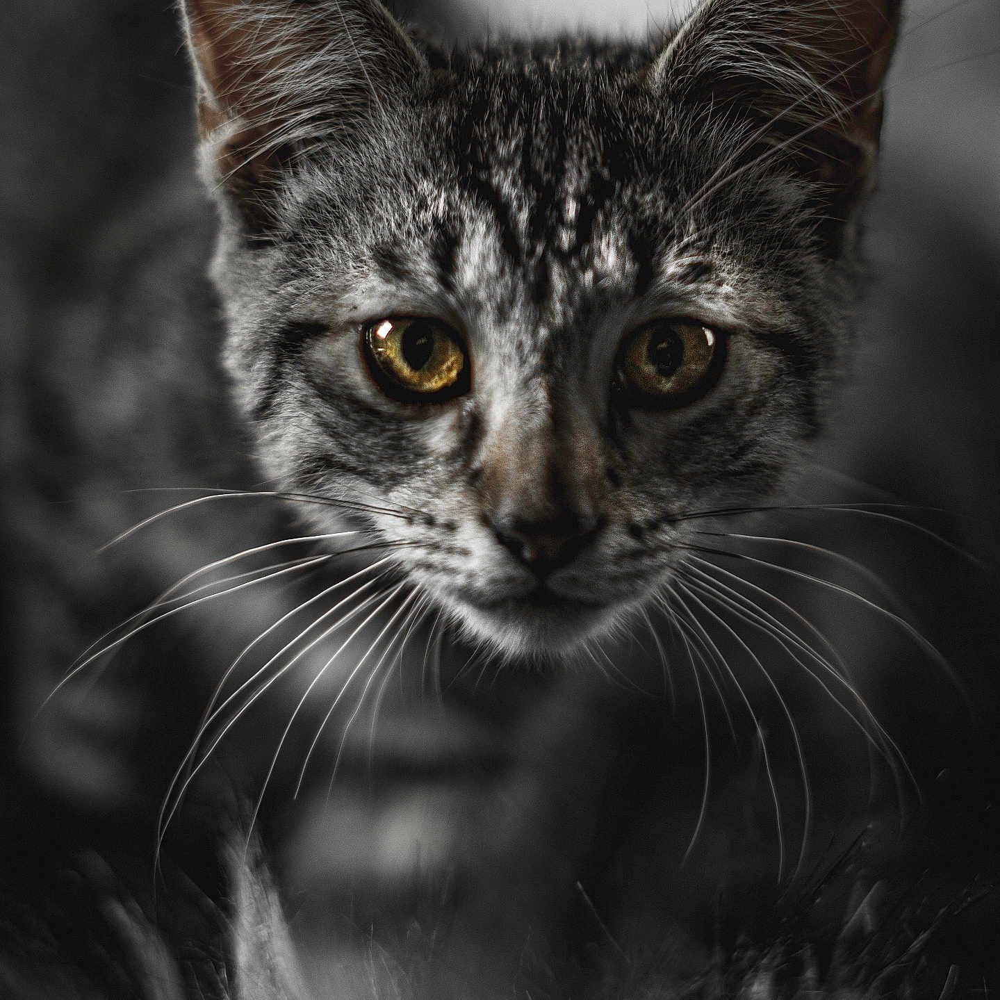 Ubert a rejoint le concours — aidez-le/la à gagner de superbes lots ! animal, blurred_background, cat, close_up, curious, cute, eyes, face, feline, mammal, monochrome, nature, outdoor, pet, portrait, soft_focus, tabby, whiskers, wildlife, young