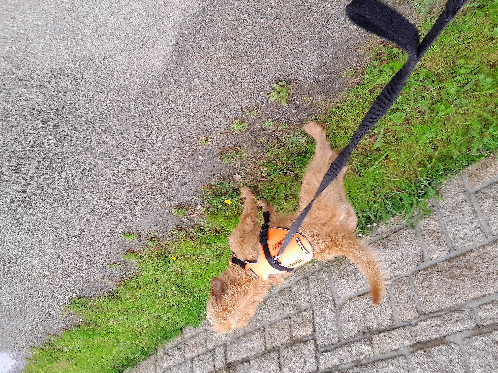 Sirène participe au concours pour gagner de l'argent avec cette photo : asphalt, canidae, carnivore, collar, dog, dog_breed, fashion_accessory, fawn, grass, leash, plant, road_surface, shadow, sidewalk, sporting_group, tail, terrestrial_animal, tree, wildlife, wood