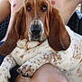 Ruby a rejoint le concours — aidez-le/la à gagner de superbes lots ! basset_hound, dog, pet, animal, lap, person, shirtless, arm, leg, paw, fur, brown, white, spotted, outdoor, chair, relaxed, closeup, companion, cute