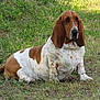 basset_hound, dog, animal, pet, outdoor, grass, nature, canine, mammal, brown, white, ears, sitting, fur, portrait, daylight, relaxed, cute, snout, friendly
