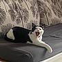 cat, black_and_white, yawning, indoor, couch, cushion, pillow, patterned, relaxed, stretching, pet, animal, feline, mouth_open, paw, home, furniture, resting, cozy, living_room