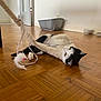 cat, black_and_white, playing, toy_mouse, feather_toy, wooden_floor, indoor, litter_box, bowl, paw, curious, pet, animal, feline, flooring, reaching, lying_down, domestic, household, playful