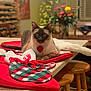 J Cuvee joined the competition — help win amazing prizes! cat, siamese_cat, kitchen_counter, holiday_mittens, red, green, plaid, christmas_tree, bokeh, flowers, vase, wooden_stools, indoor, decorations, pets, furniture, table, cozy, festive, animal