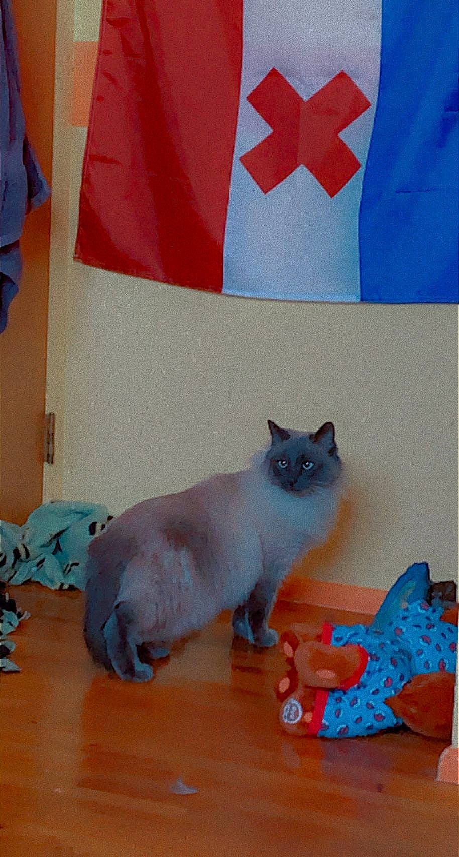 Kush is registered to the contest to win money with this photo: azure, blue, carnivore, cat, domestic_short_haired_cat, electric_blue, fawn, felidae, flooring, fur, grey, linens, paw, room, siamese, small_to_medium_sized_cats, snout, tail, whiskers, wood